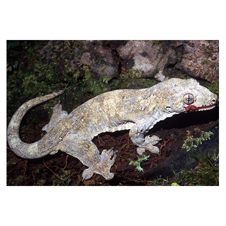 Gehyra vorax