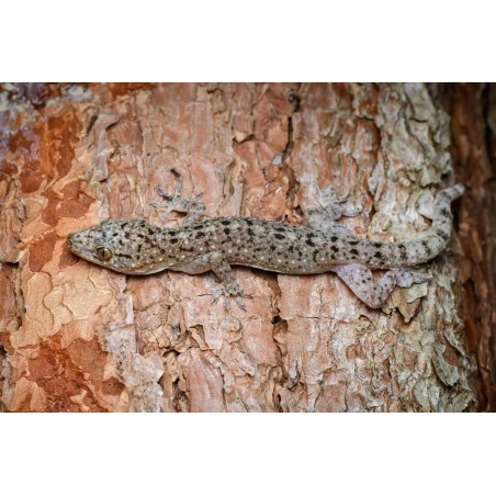 Gekko monarchus   M