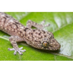 Gekko monarchus   M