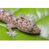 Gekko monarchus   M