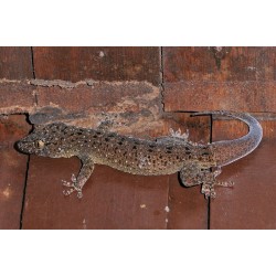 Gekko monarchus   M