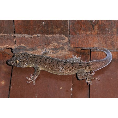 Gekko monarchus   M