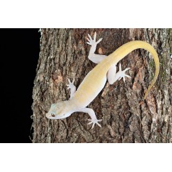 Gekko ulikovskii (badenii)  L