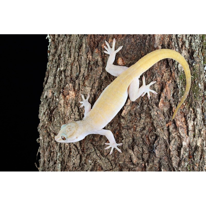 Gekko ulikovskii (badenii)  L