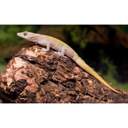 Gekko ulikovskii (badenii)  L