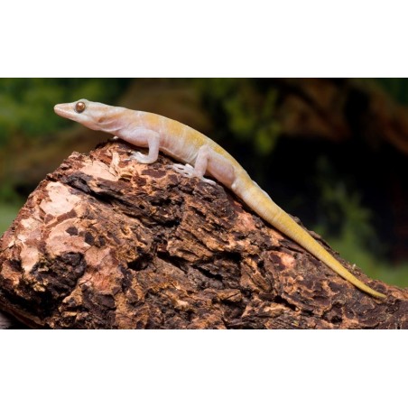 Gekko ulikovskii (badenii)  L