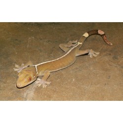 Gekko vittatus white lined gecko