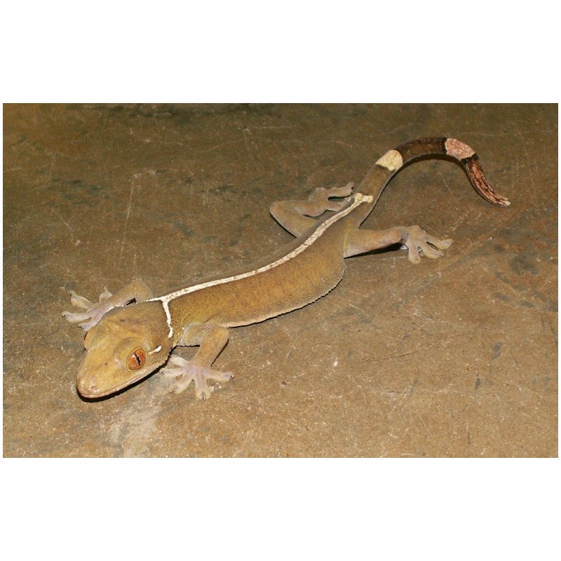Gekko vittatus white lined gecko