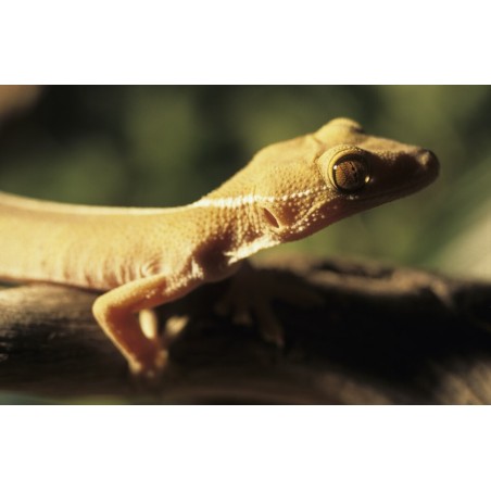 Gekko vittatus white lined gecko