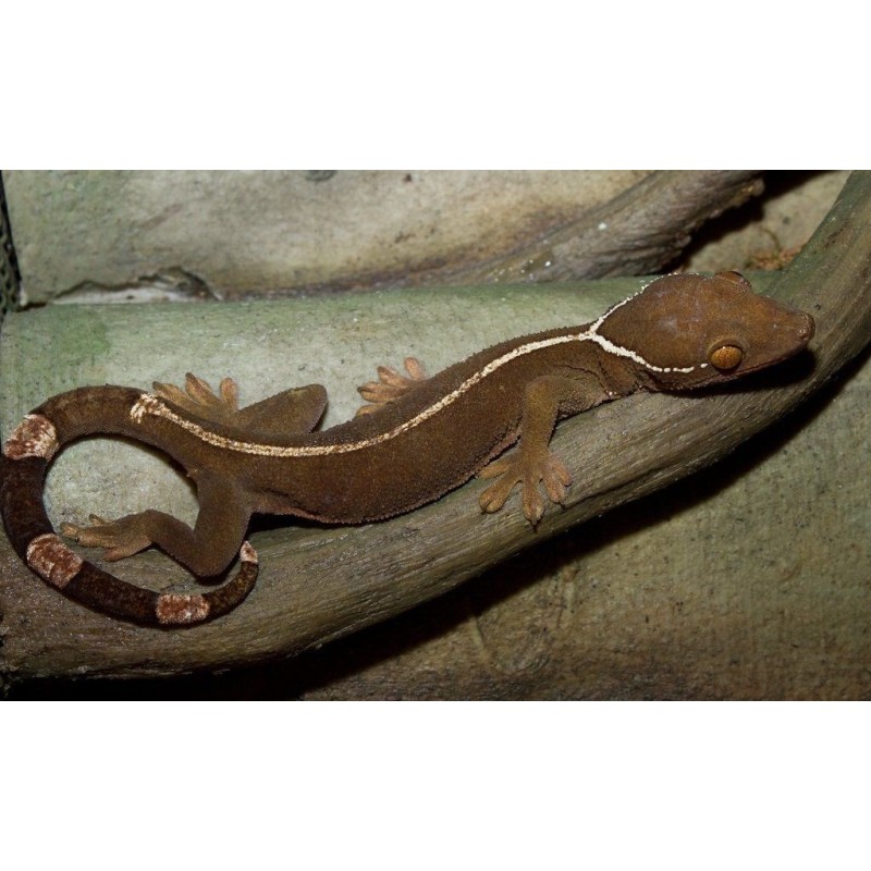 Gekko vittatus white lined gecko