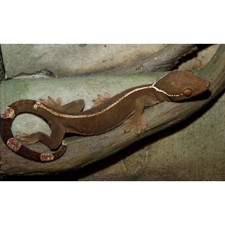 Gekko vittatus white lined gecko