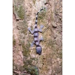 Hemidactylus fasciatus M-L