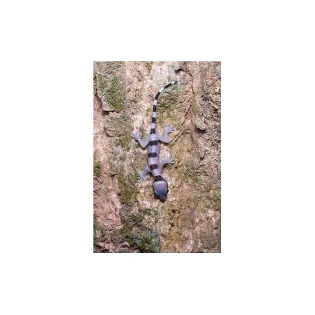 Hemidactylus fasciatus M-L