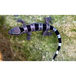 Hemidactylus fasciatus M-L