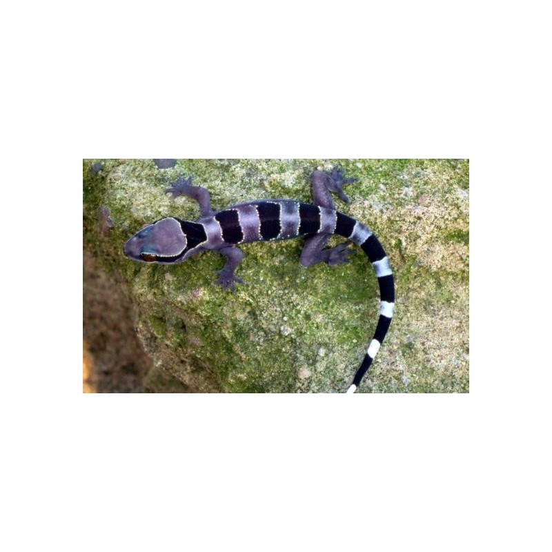 Hemidactylus fasciatus M-L