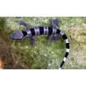 Hemidactylus fasciatus M-L