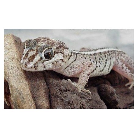 Paroedura picta  S-M