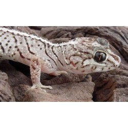 Paroedura picta  S-M