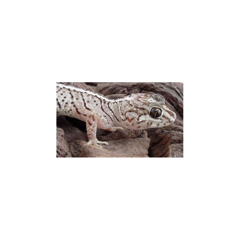 Paroedura picta  S-M