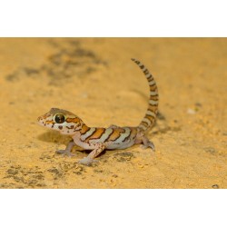 Paroedura picta  S-M