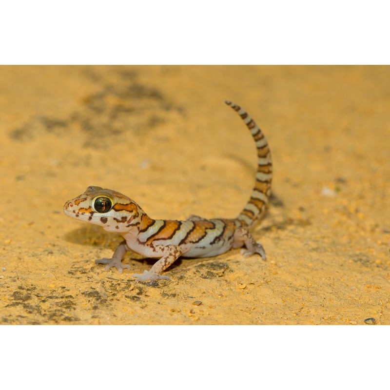 Paroedura picta  S-M
