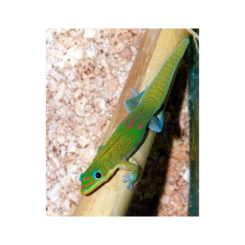 Phelsuma laticauda    S-M
