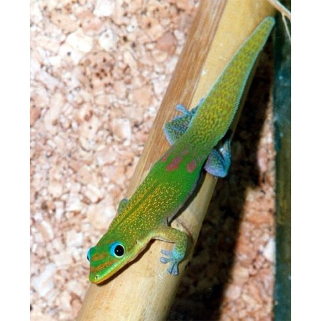 Phelsuma laticauda    S-M
