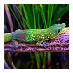 Phelsuma laticauda    S-M