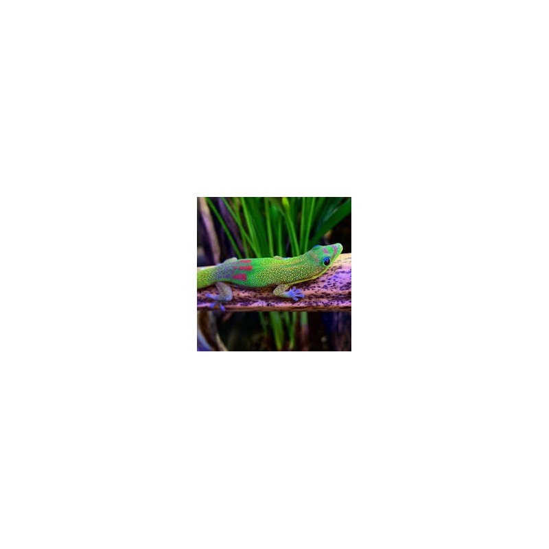 Phelsuma laticauda    S-M