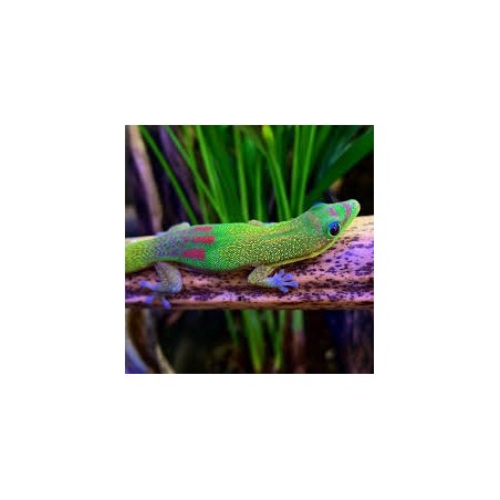 Phelsuma laticauda    S-M