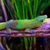 Phelsuma laticauda    S-M