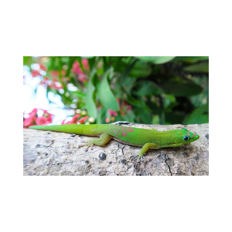 Phelsuma laticauda    S-M