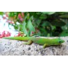 Phelsuma laticauda    S-M