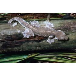 Ptychozoon kuhli Flying gecko