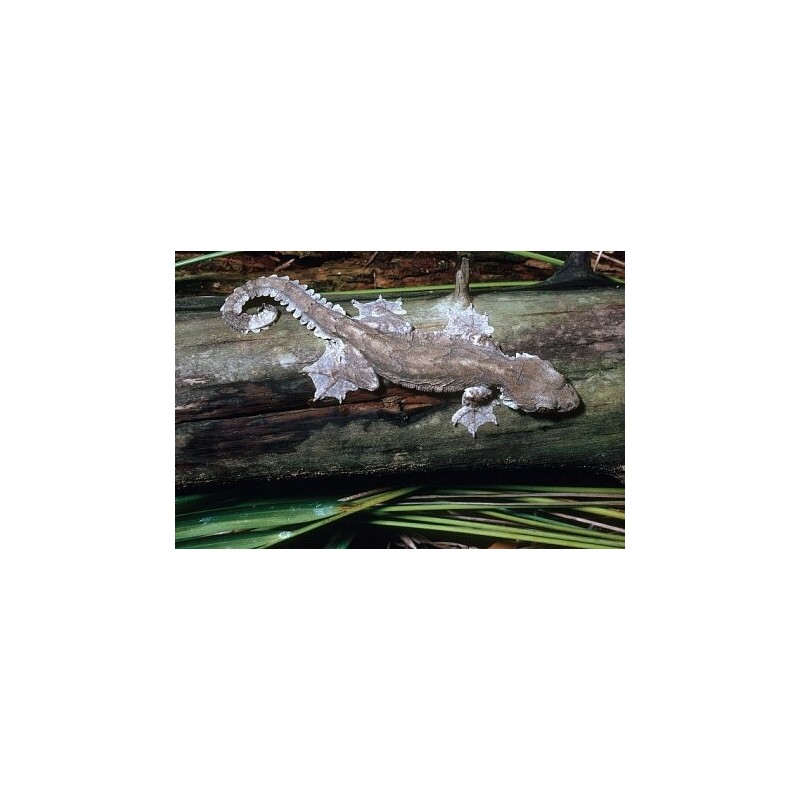 Ptychozoon kuhli Flying gecko