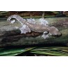 Ptychozoon kuhli Flying gecko