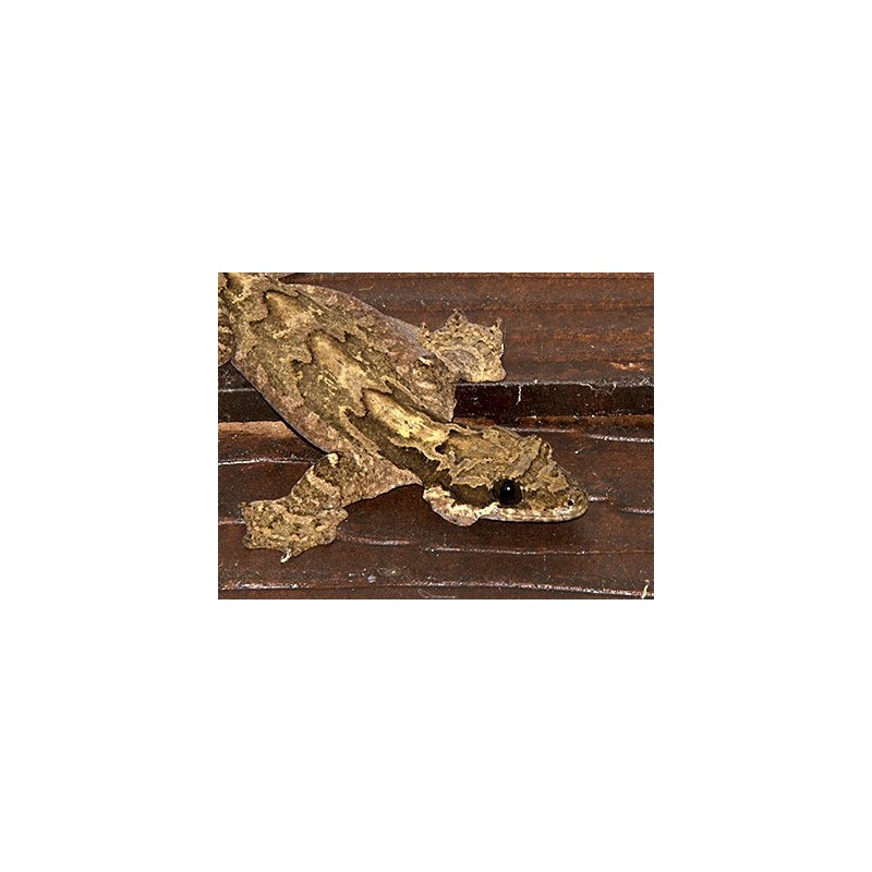 Ptychozoon kuhli Flying gecko