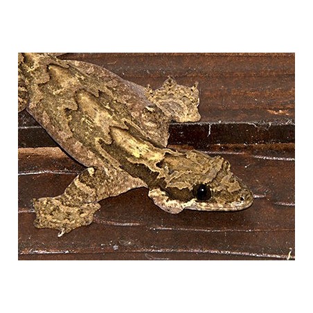 Ptychozoon kuhli Flying gecko