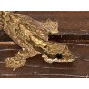Ptychozoon kuhli Flying gecko