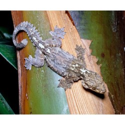 Ptychozoon kuhli Flying gecko