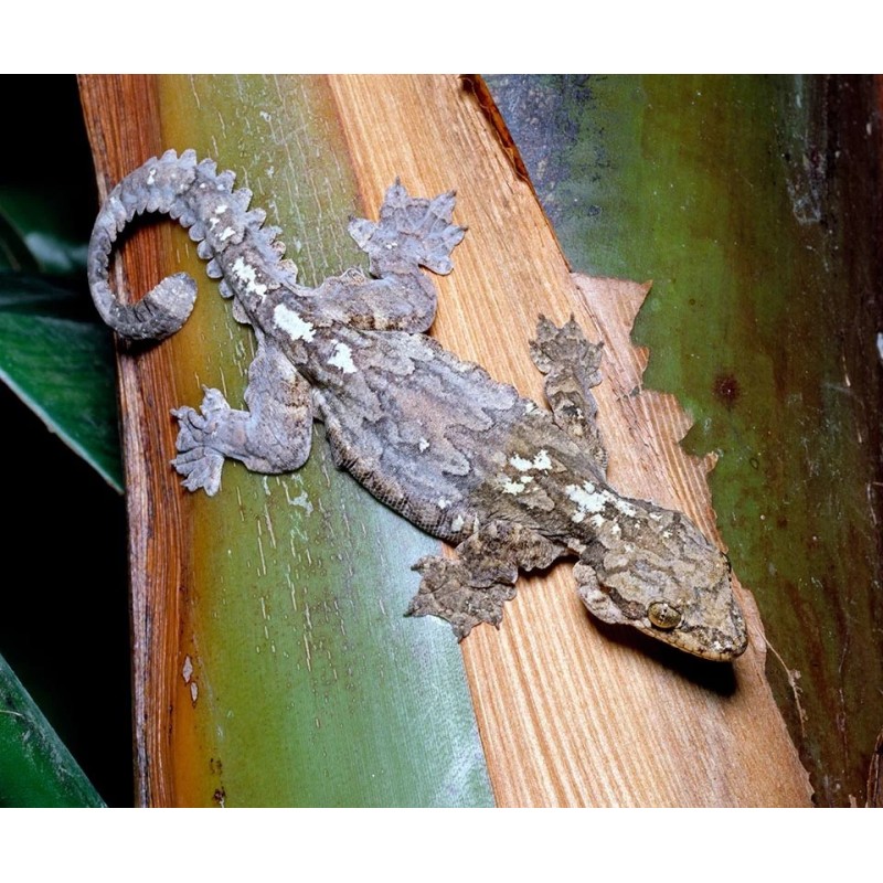 Ptychozoon kuhli Flying gecko