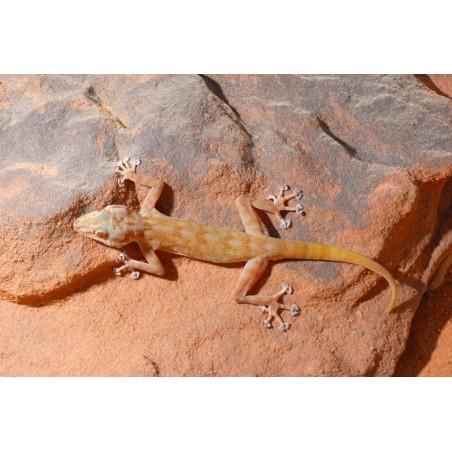 Ptyodactylus ragazzii   M-L