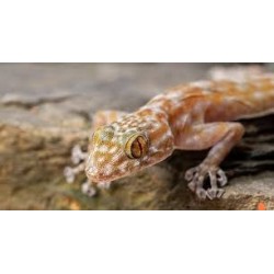 Ptyodactylus ragazzii   M-L