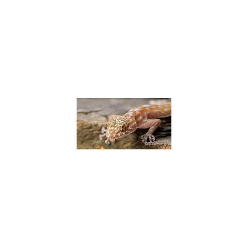 Ptyodactylus ragazzii   M-L
