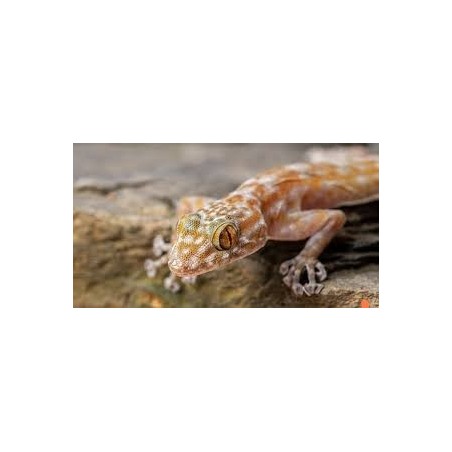 Ptyodactylus ragazzii   M-L