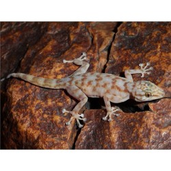 Ptyodactylus ragazzii   M-L