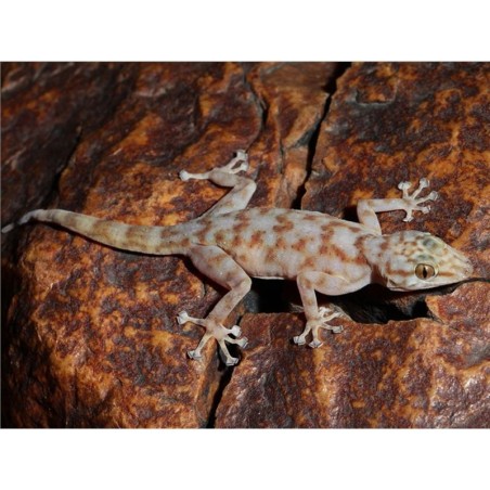 Ptyodactylus ragazzii   M-L
