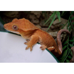 Rhacodactylus ciliatus   7-1 0cm