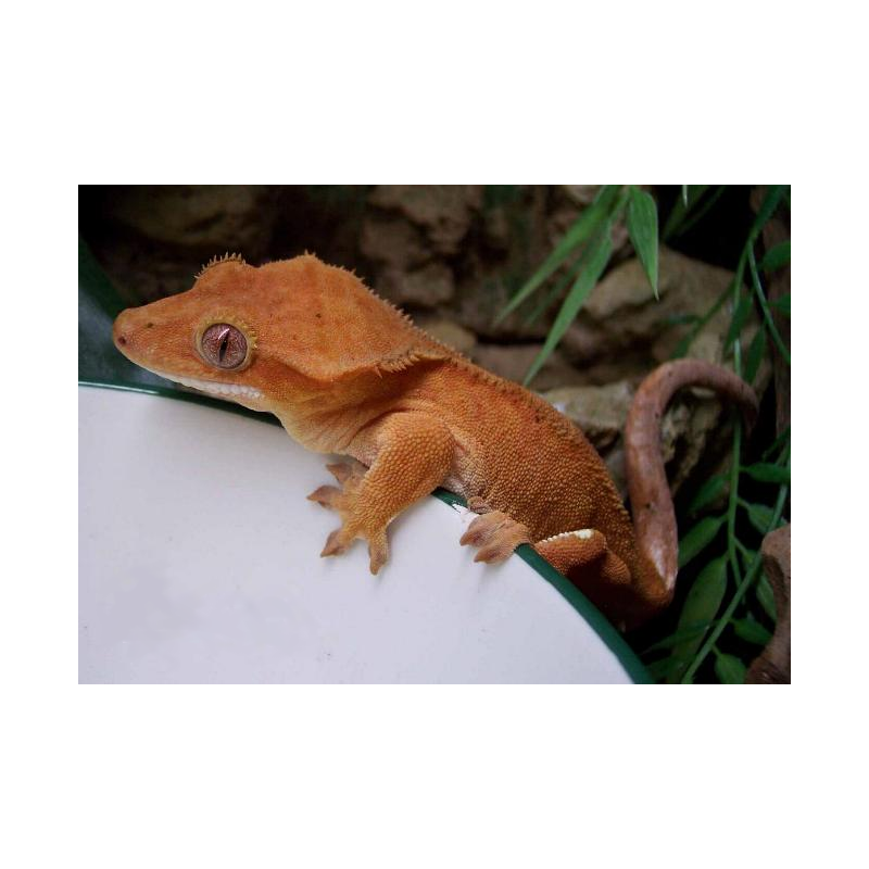 Rhacodactylus ciliatus   7-1 0cm