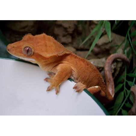 Rhacodactylus ciliatus   7-1 0cm